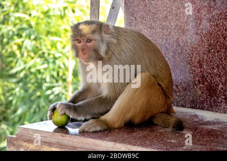 A monkey sitting on house roof Stock Photo
