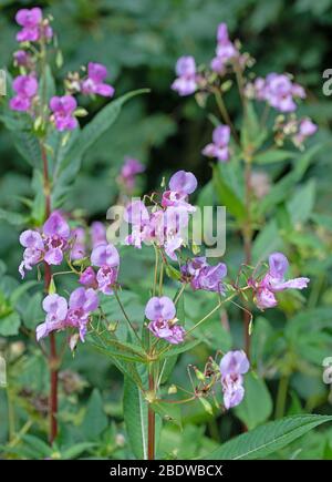 Flowering glandular balsam, Impatiens glandulifera Stock Photo