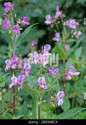 Flowering glandular balsam, Impatiens glandulifera