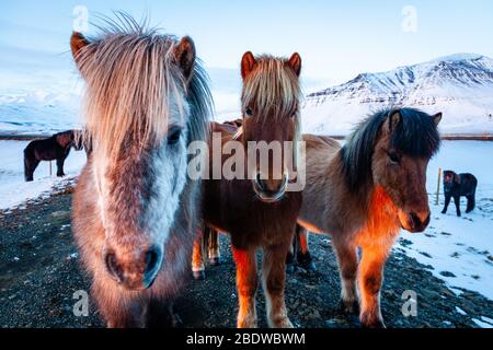 Close up portrait of three Icelandic horses (Equus ferus caballus) at sunset in snowy Icelandic landscape, Iceland Stock Photo