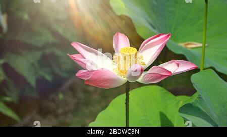 Close up bright,soft and selective focus image of single pink lotus in a pond with sunlight and space for add text for illustration Buddhism concept Stock Photo