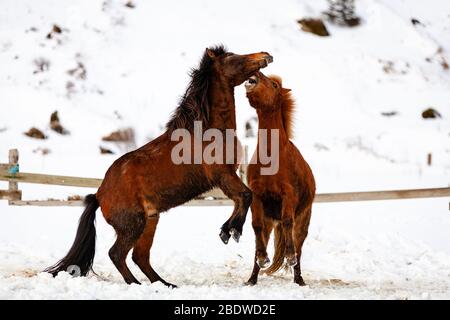 Icelandic horses (Equus ferus caballus) fighting or playing in the snow at reynisfjara, Iceland Stock Photo