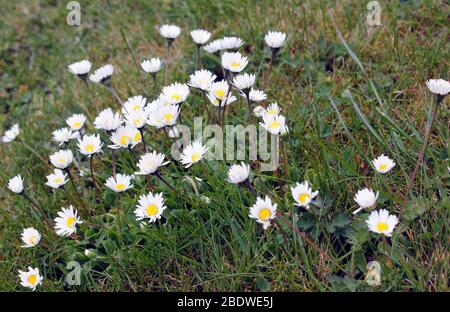 Wild common daisies (Bellis perennis) in springtime Stock Photo