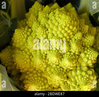 Fresh cut Romanesco (green cauliflower) vegetable Stock Photo