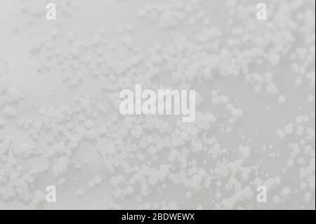 Small white wax balls granules macro close up view Stock Photo