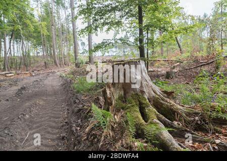 clearing area with trees and trunks leftover in Germany Stock Photo