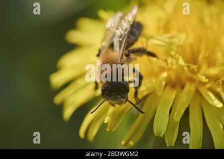 Honey bee on a yellow dandelion flower isolated on natural green background. Close-up macro insect Stock Photo