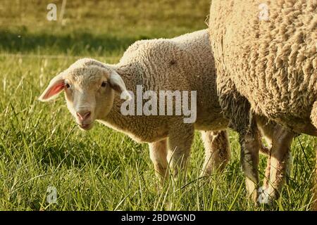 Close-up of a cute small lamb standing behind its mother sheep and grazing in a sunlit pasture during sunset, Rastatt/ Germany Stock Photo