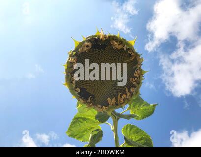 huge sunflower in full bloom infront of the blue sky. From such sunflower squeeze sunflower oil have made. Large sunflower with ripe black seeds. Stock Photo