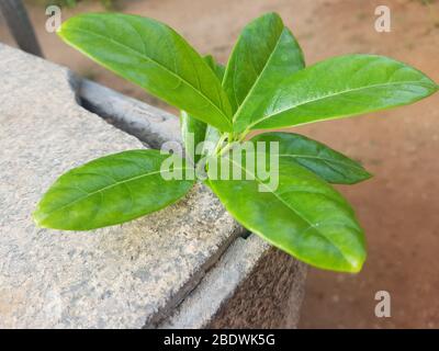 Yellow Allamanda cathartica on stone background Stock Photo