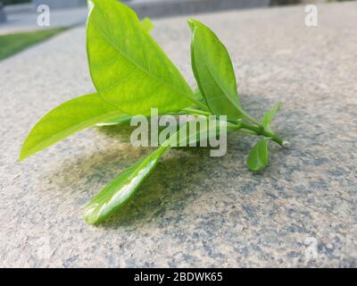 Yellow Allamanda cathartica on stone background Stock Photo