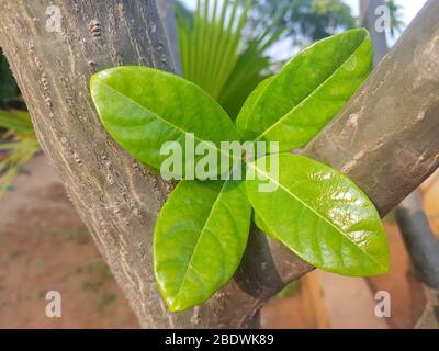 Yellow Allamanda cathartica on stone background Stock Photo