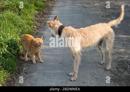 Social distancing among animals - a tailless Manx ginger tabby cat bares its teeth as it threatens an inquisitive lurcher dog that has come too close Stock Photo