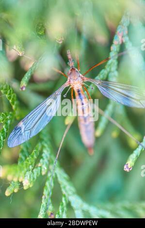 close up of cranefly insect in garden, selective focus on head & wings, spring. Stock Photo