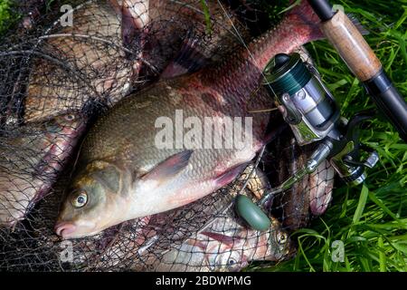 Good catch. Close up view of just taken from the water big freshwater common breams known as bronze bream or carp bream (Abramis brama) and fishing ro Stock Photo