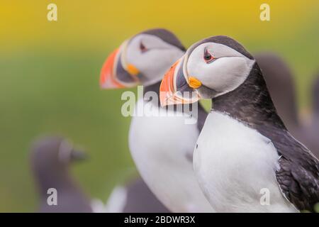 fratercula artica Puffin Lapland