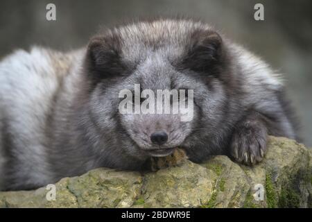 Polar Fox or Arctic Fox, Vulpes lagopus, Alopex lagopus Stock Photo