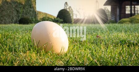 Easter egg hunt theme. One white natural egg on the lawn in the garden on a sunny morning. Stock Photo