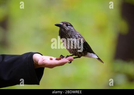 Spotted Nutcracker, Nucifraga caryocatactes, sitting on hand in forest Stock Photo