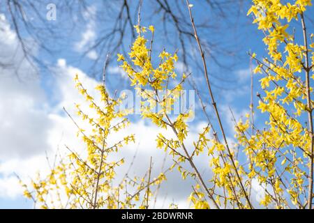 Spring floral Broom Cytisus 'Luna' Plant, beautiful fresh yellow flowers, isolated on blue sky background, selective focus. Stock Photo