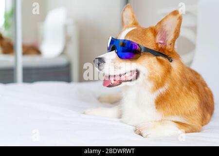 Cute corgi dog posing in sporty sunglsses at home Stock Photo