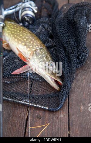 Freshwater Northern pike fish know as Esox Lucius and fishing rod with reel lying on vintage wooden background with yellow leaves at autumn time. Fish Stock Photo