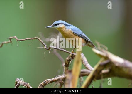 Eurasian Nuthatch, Sitta europaea, in forest Stock Photo