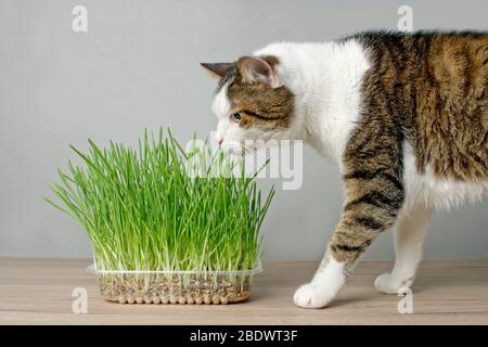 Cute tabby cat looking curious to a plant pot with fresh catnip. Stock Photo