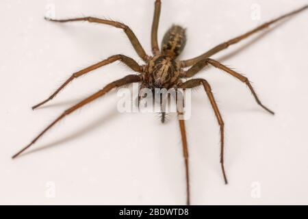 Giant House Spider in a bath