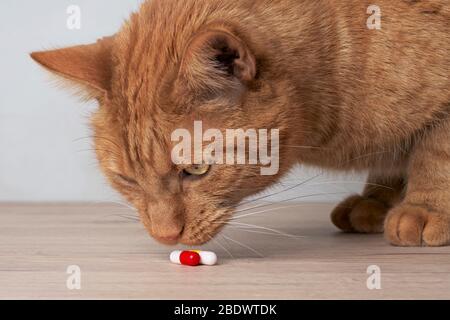 Cute ginger cat looking curious to medicine capsules on the table Stock Photo