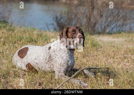 Deutsch Kurzhaar German Short-haired Pointing Dog. Kurzhaar is a slender and even lean dog. Stock Photo