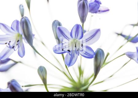 Alpine squill with white background Scilla bifolia Stock Photo