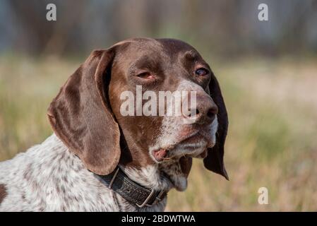 Deutsch Kurzhaar German Short-haired Pointing Dog. Kurzhaar is a slender and even lean dog. Stock Photo
