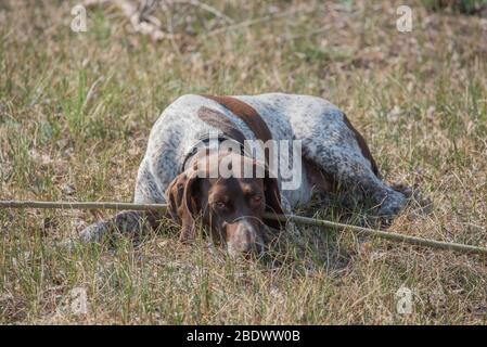 Deutsch Kurzhaar German Short-haired Pointing Dog. Kurzhaar is a slender and even lean dog. Stock Photo