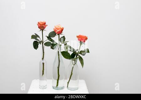 three pink roses and three dark red roses on the white wooden vintage chair on the white wall background. Copy space Stock Photo