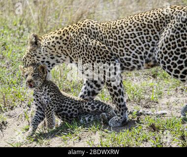 Female leopard (Panthera pardus) carries her cub in her mouth. Photographed at Serengeti National Park, Tanzania Stock Photo