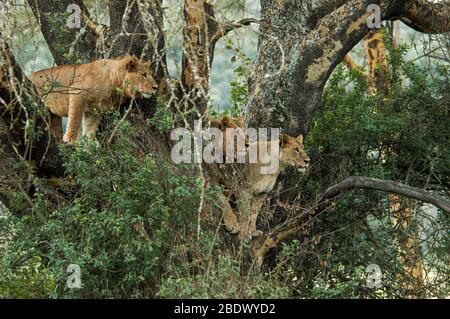 Alert and threatening lionesses in tree. Photographed at Lake Manyara National Park. Home of the tree climbing lions, Arusha, Tanzania Stock Photo
