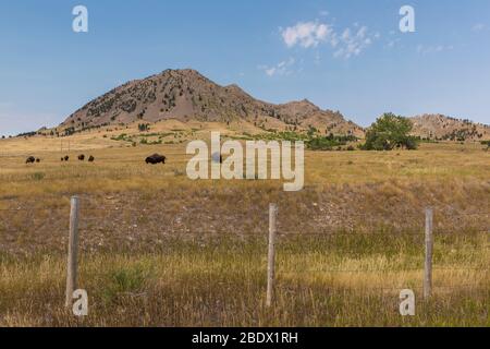 A scenic butte landscape with buffalo Stock Photo - Alamy