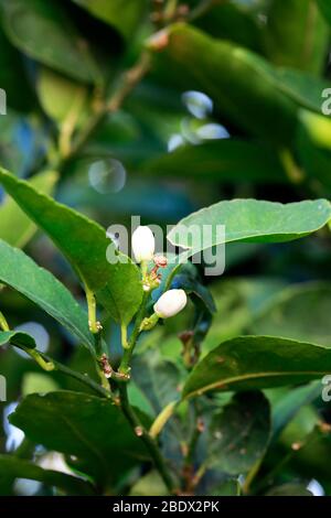 Lime blossoms on Lime (Citrus) tree. Stock Photo
