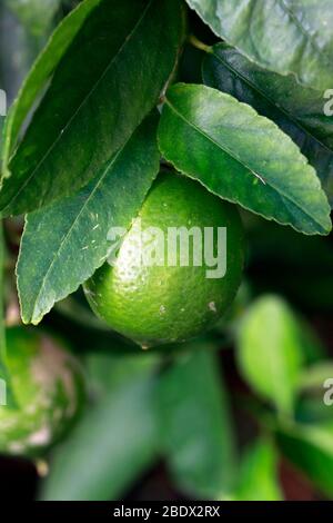 Fruits on Lime (Citrus) tree. Stock Photo
