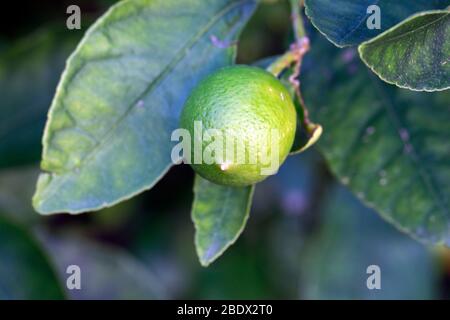 Fruits on Lime (Citrus) tree. Stock Photo