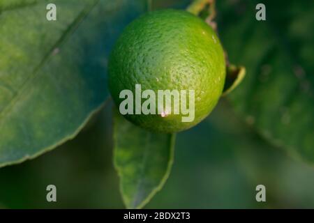 Fruits on Lime (Citrus) tree. Stock Photo