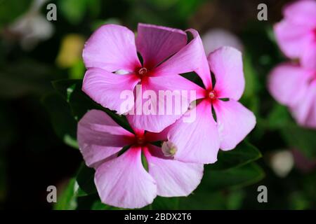 Cape periwinkle, also known as Madagascar periwinkle,  (Catharanthus roseus) flowers on plant. Stock Photo