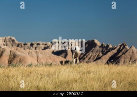 A Bighorn Sheep In The Badlands Of South Dakota Stock Photo