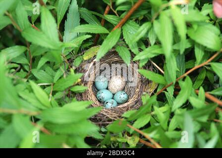 Sparrow nest with a cowbird egg Stock Photo