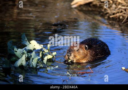 Beaver eating Stock Photo