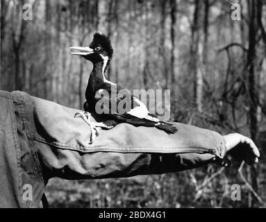 Ivory-Billed Woodpecker Nestling Stock Photo