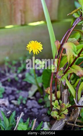 Dandelions a common garden weed . Taraxacum  is a large genus of flowering plants in the family Asteraceae, Stock Photo