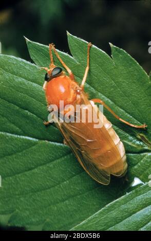 Hessian Fly, a gall midge Stock Photo