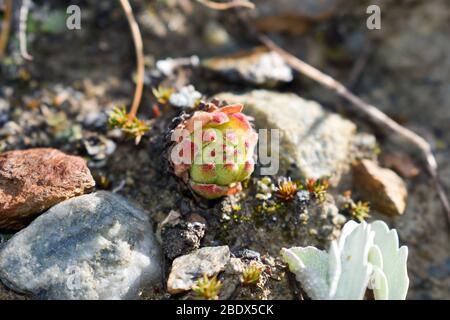 Small houseleek in high mountains. Stock Photo